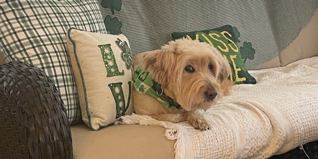 tomgrate's tweet photo. 🎉🐾 Happy National Pet Day! 🎊 Celebrate our furry, feathery, and scaly friends who fill our lives with joy! 🐶❤️🐱 Share pics and spread the love! RIP Spanky 💗 #NationalPetDay #FurryFamily https://t.co/ej840ElIf6