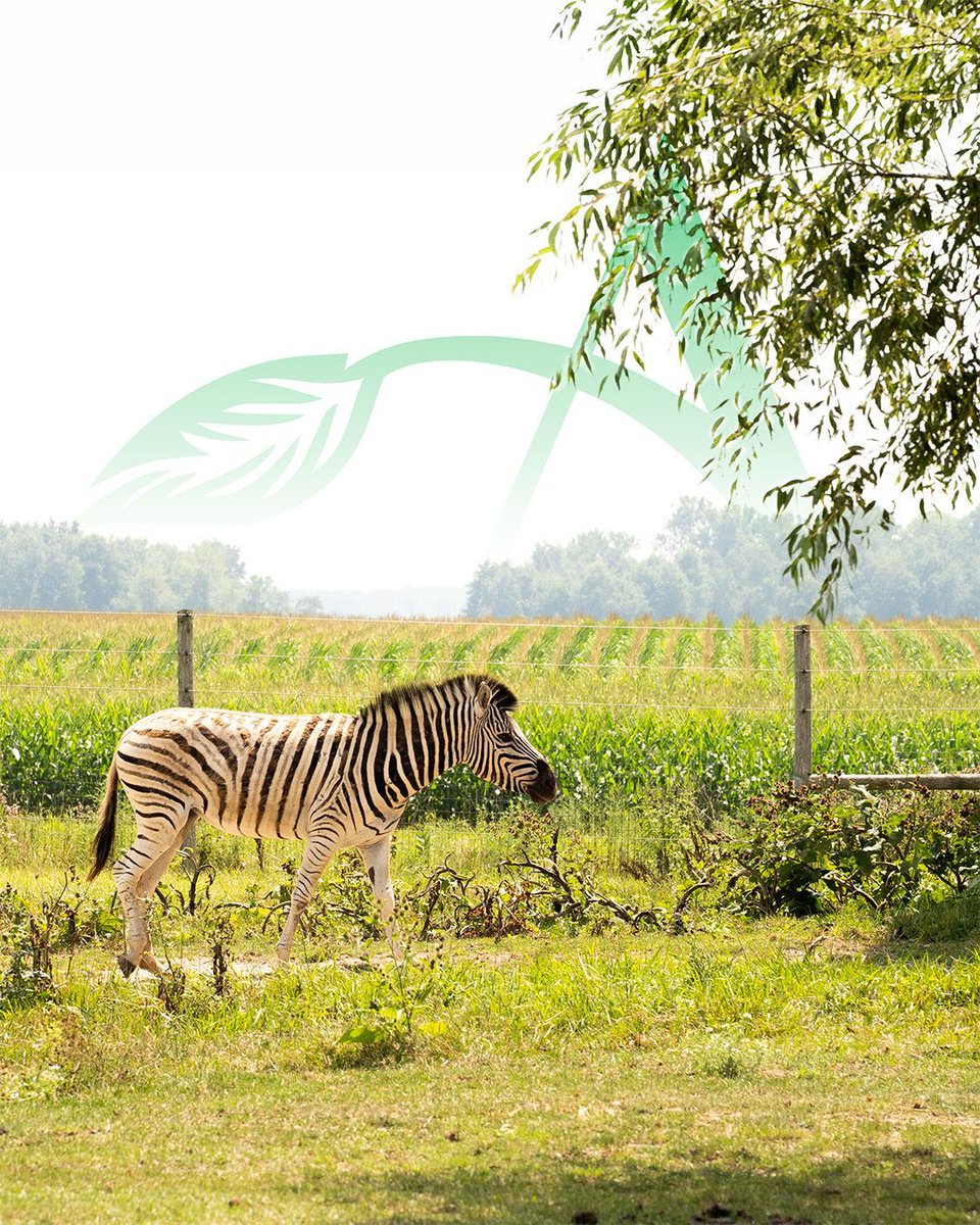 🦓 Our office pets are a little… out of the ordinary.

Happy National Pet Day from LaSalle Agri! Where the team includes zebras, cows and a few four-legged friends who didn't get the memo about staying out of the office.🐾

We think farm life is pretty special. And days like