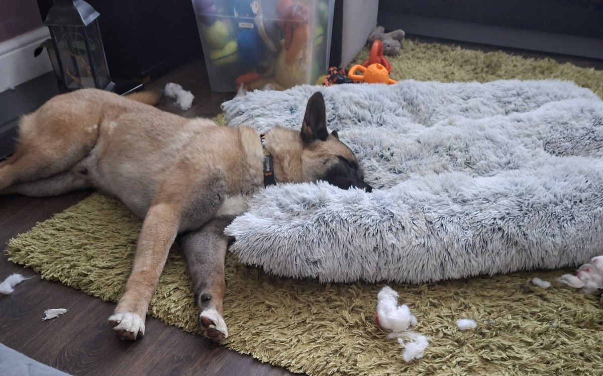 gsrescueelite's tweet photo. Rupert is just 14mths old and already looking for a new home. Rupert can live with older kids and has been in foster with other #dogs with no issues 
#germanshepherd #Notts 
https://t.co/BRCxUR2Zr3 https://t.co/l9iJOLCKT9