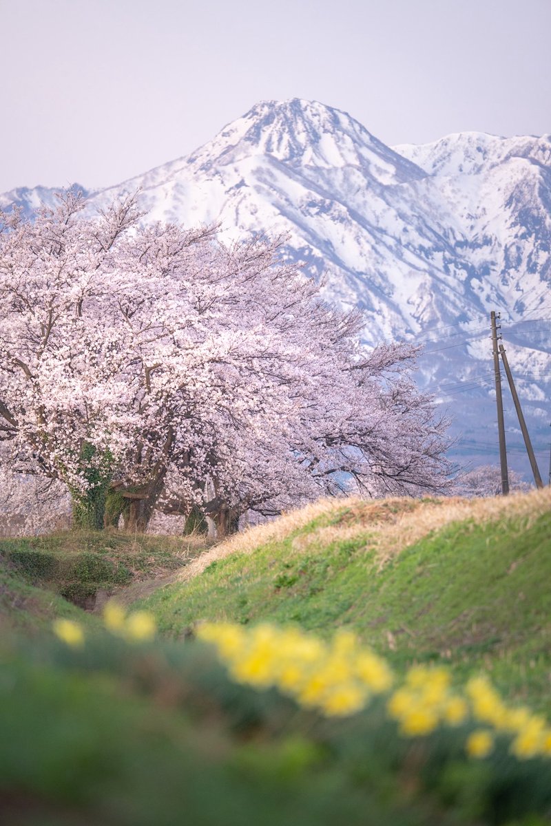takashi5868's tweet image. 🌸春の息吹🌼

#妙高山 #桜 
Camera：𝙉𝙞𝙠𝙤𝙣 Z9
Lens：※ NIKKOR Z 70-200mm f/2.8 VR S II 
#Nikon #PR 
※ ニコンイメージングジャパン様よりお借りしています