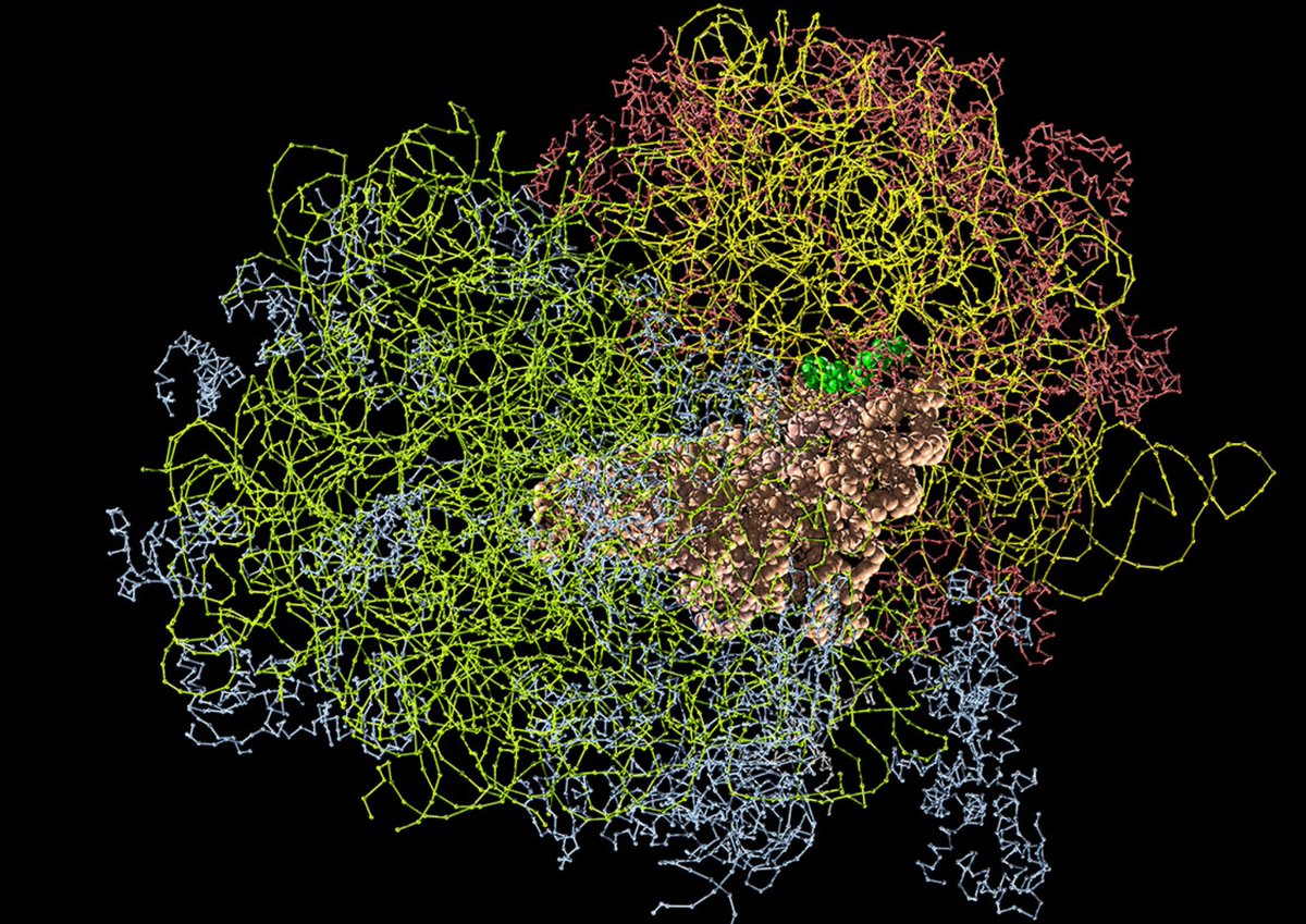 manuelacasasoli's tweet image. RNA sequence variation and human diversity...

Read about the "first large-scale association analysis of human traits with germline rDNA sequence variation, a largely ignored source of trait-relevant genetic variation to date".

#Science #Biology #Biodiversity #Genetics