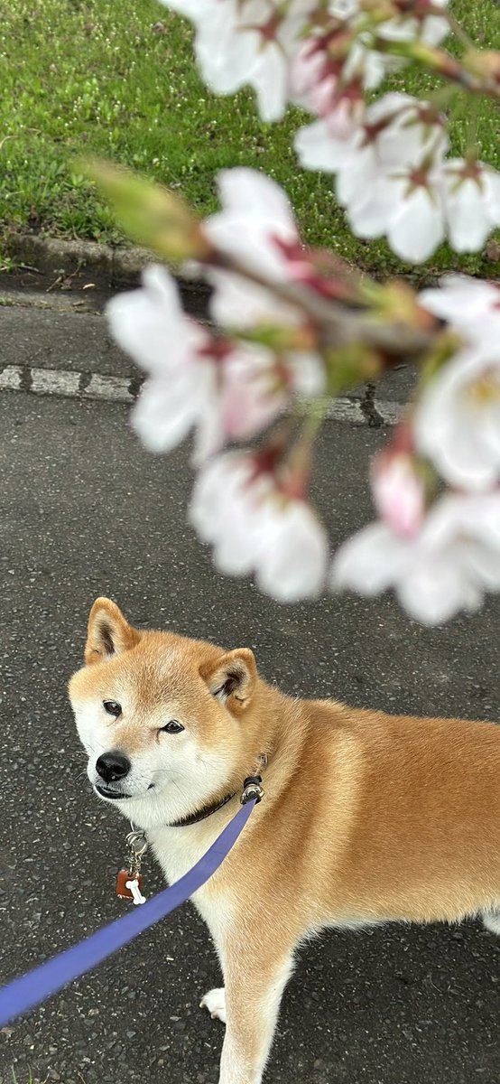 uchinomamesan's tweet photo. 飼い主、リフレッシュしたくてまめさんに付き合ってもらってお花見してきた🌸
なんやかんやあったけど、いい旅でした。ありがとう。
2枚目……未知との遭遇する豆さん
3枚目……帰りにおっきい虹見れた
4枚目……疲れて爆睡豆さん https://t.co/GIbpyCxMBH