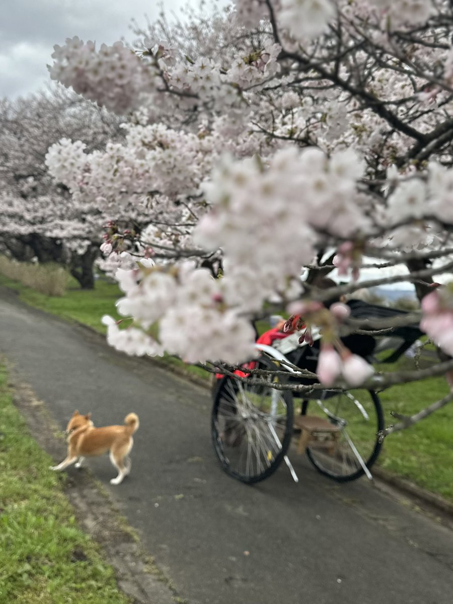 uchinomamesan's tweet photo. 飼い主、リフレッシュしたくてまめさんに付き合ってもらってお花見してきた🌸
なんやかんやあったけど、いい旅でした。ありがとう。
2枚目……未知との遭遇する豆さん
3枚目……帰りにおっきい虹見れた
4枚目……疲れて爆睡豆さん https://t.co/GIbpyCxMBH