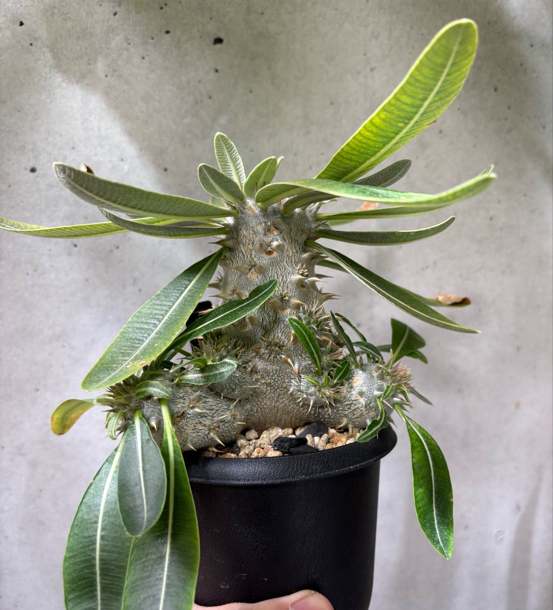 たろう tweet media