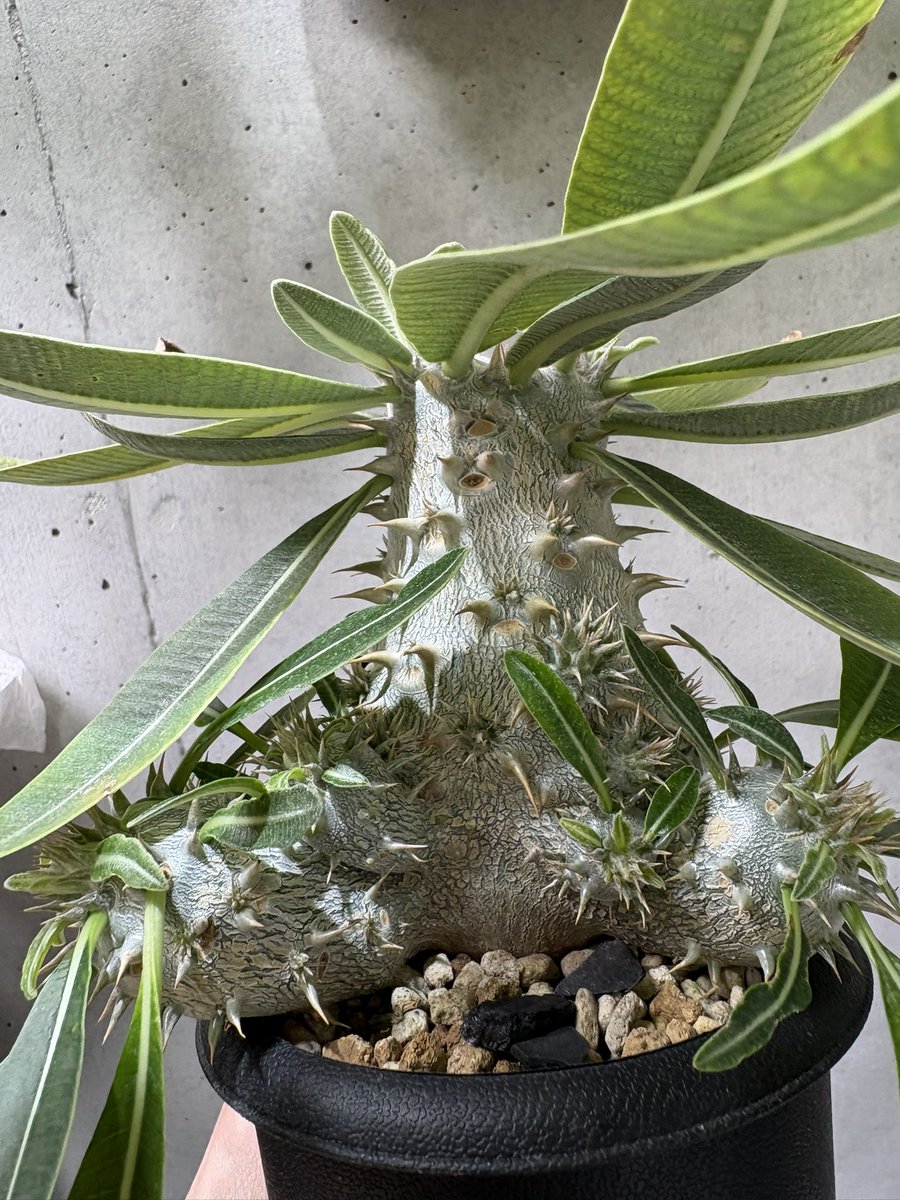 たろう tweet media