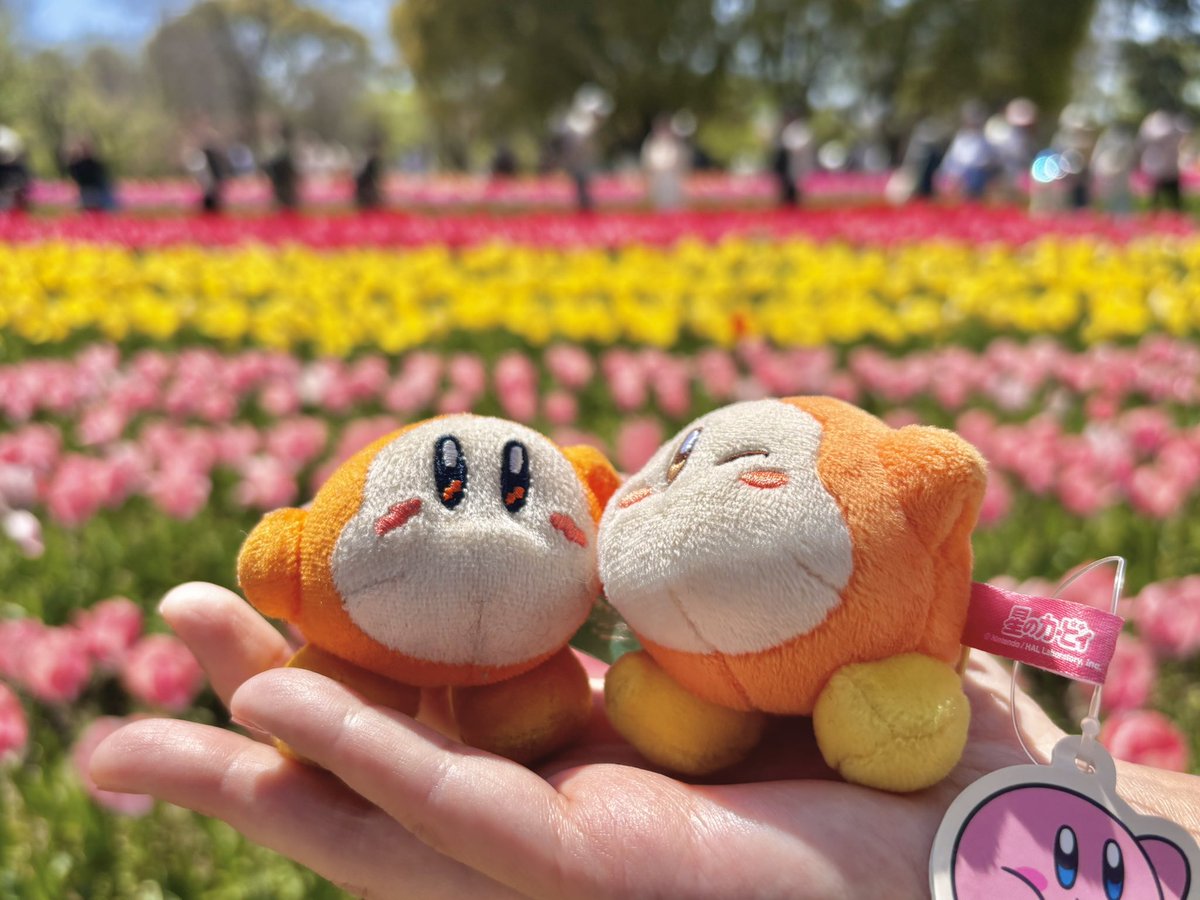 湯切@ワドルディといっしょ🍊 tweet media