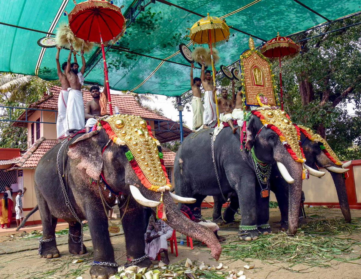timesofindia's tweet image. #InPics | Devotees perform the ‘Sheeveli’ ritual in a grand procession with caparisoned elephants during the vibrant Thrissur Pooram celebrations at Manjummel Sree Krishna Swami Temple in #Kochi.

#ThrissurPooram #Sheeveli #KeralaFestivals #TempleTraditions