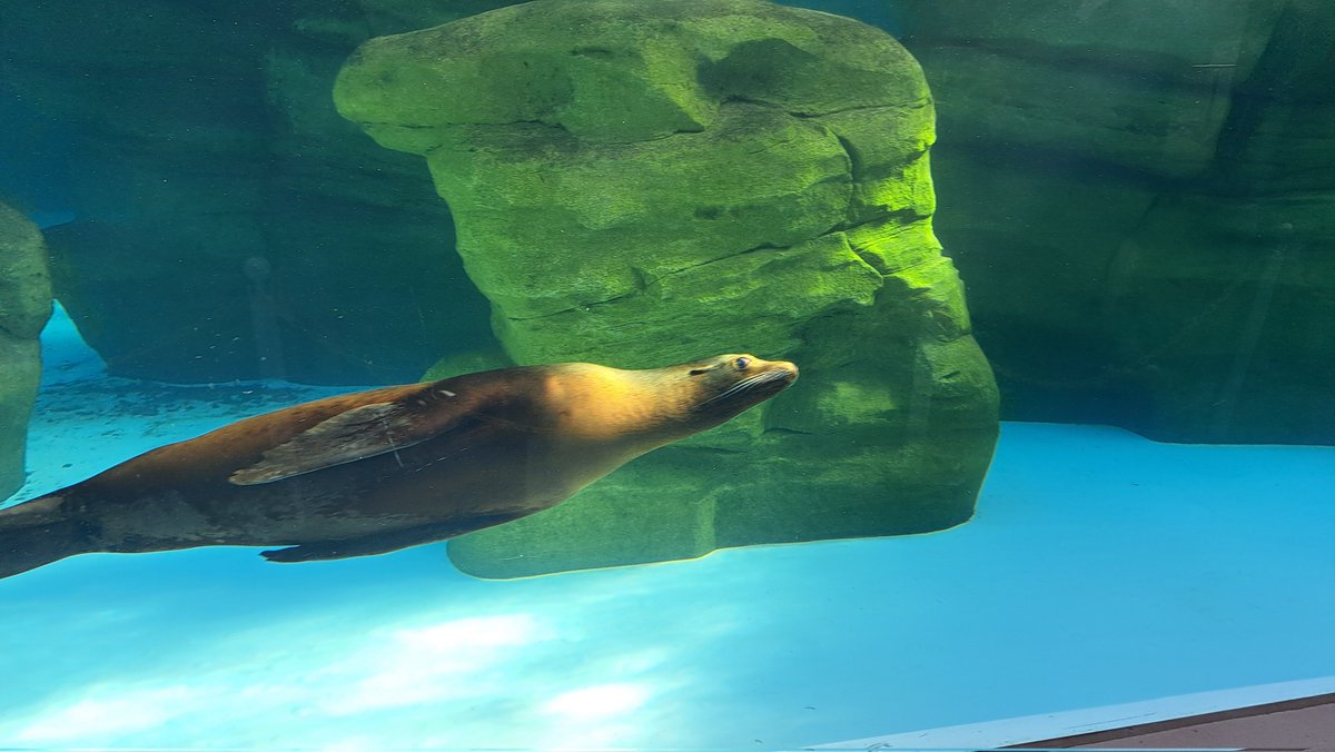 本日はかすうどんを食べまして、天王寺動物園に行きました🦒
めっちゃ広いし入場料500円はとても安いと思いました🦛