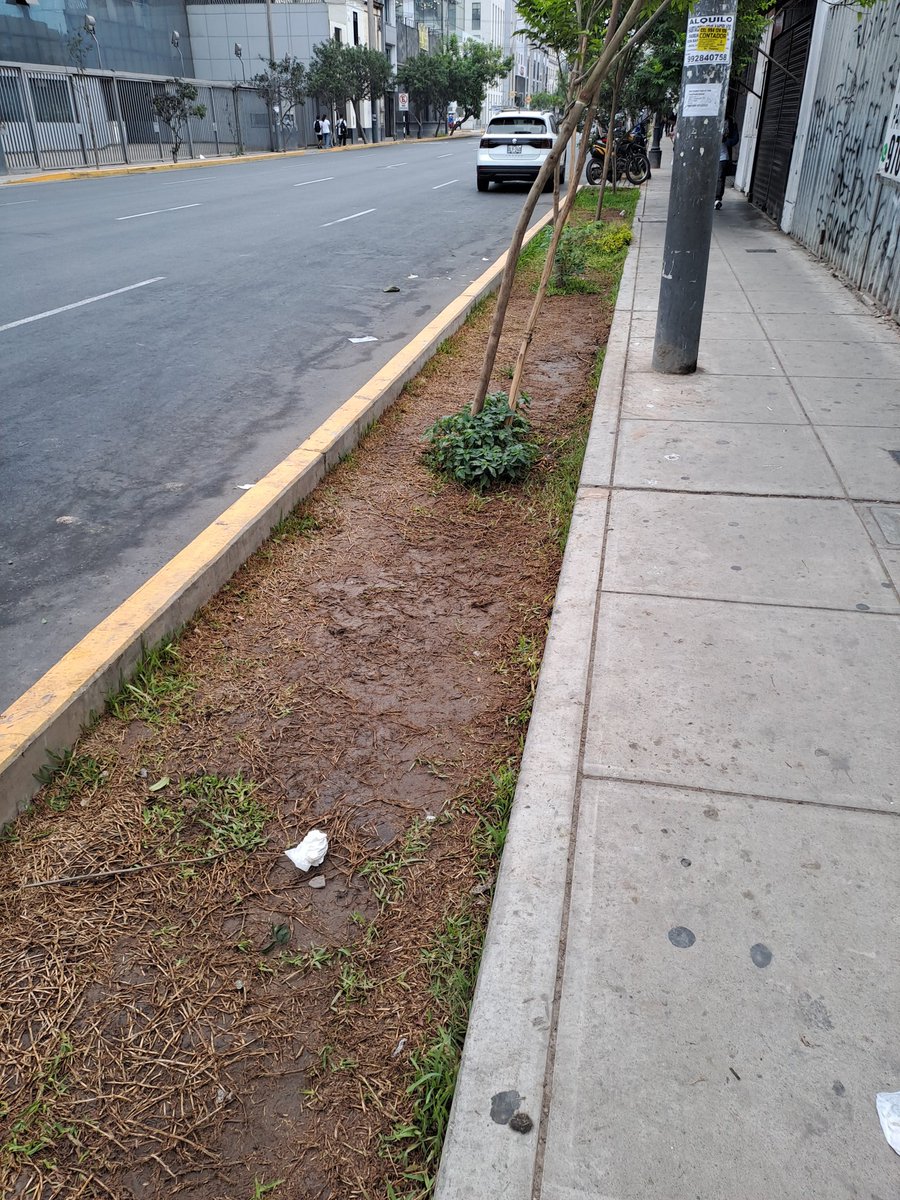 carosif's tweet image. Esta es la modalidad que ha practicado en los últimos años la #MunicipalidadDeLima, presentar una "obra" para la foto y luego dejarla abandonada, es lo que ocurre con las áreas verdes de #Lima Cercado.