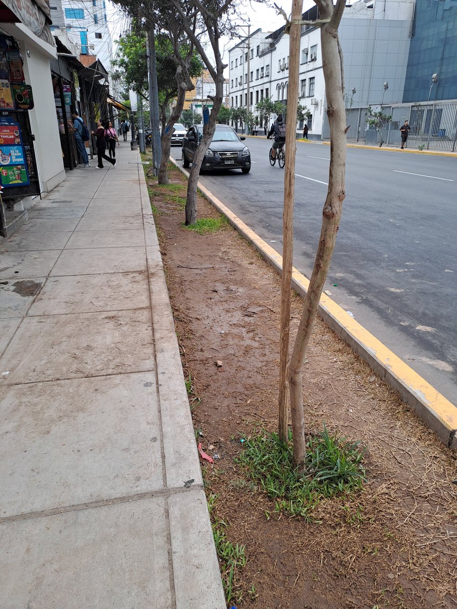 carosif's tweet image. Esta es la modalidad que ha practicado en los últimos años la #MunicipalidadDeLima, presentar una "obra" para la foto y luego dejarla abandonada, es lo que ocurre con las áreas verdes de #Lima Cercado.