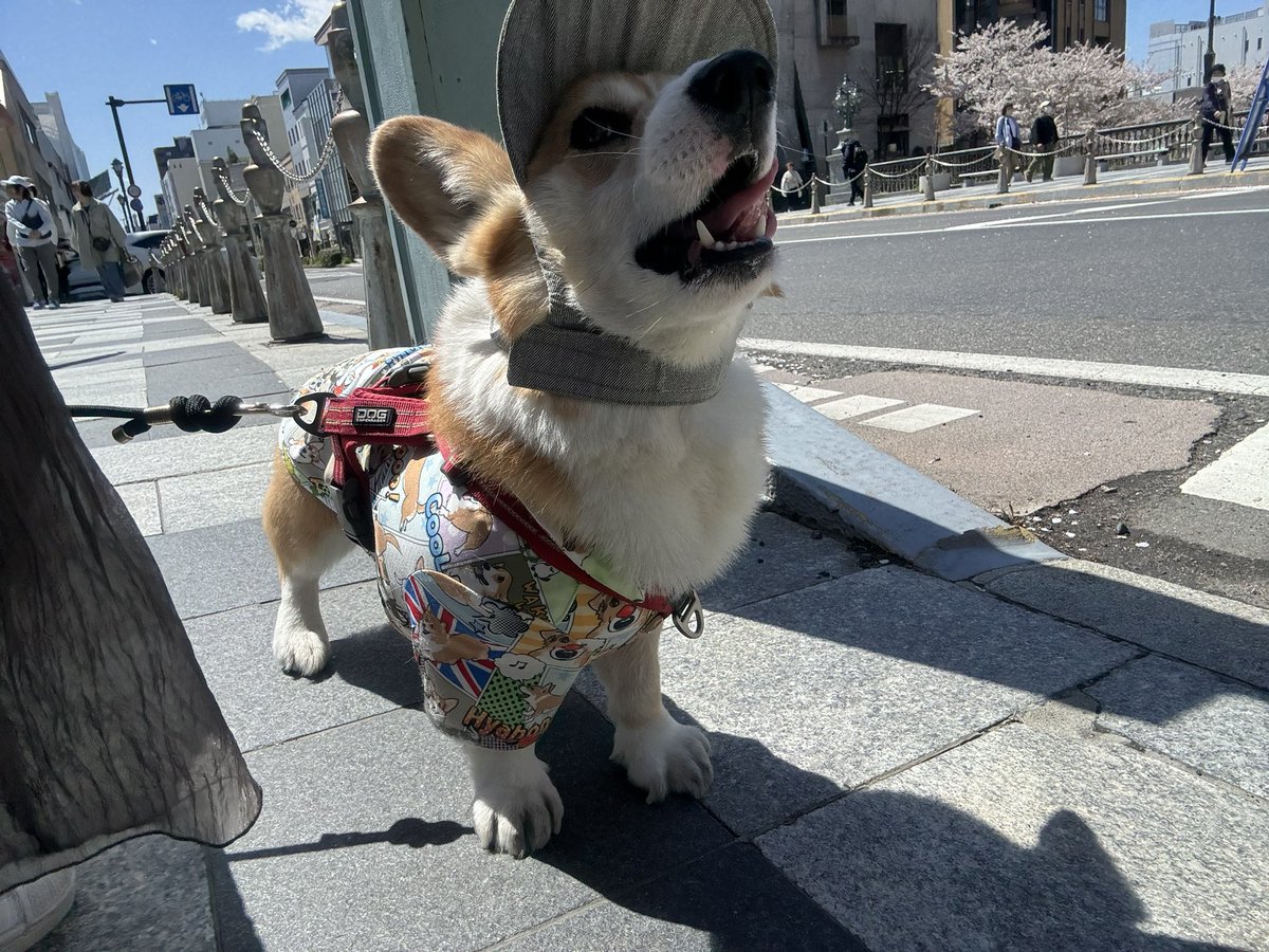 ひなた🐶 tweet media