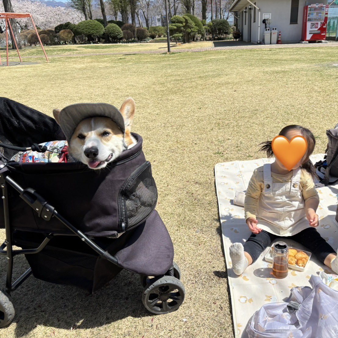 ひなた🐶 tweet media