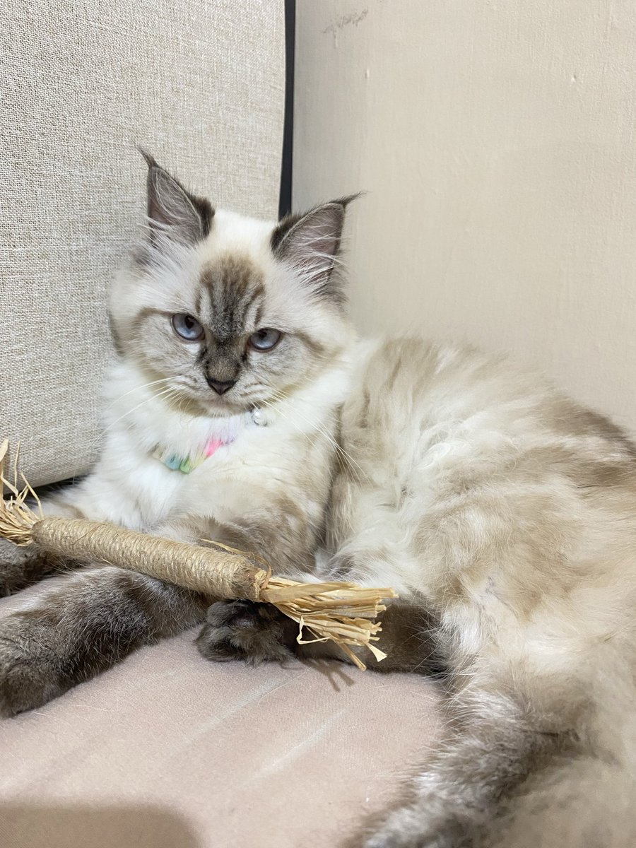 RooRoo🐾 𖾕𖾝꙼ᩚ𛲕𖾟 tweet media