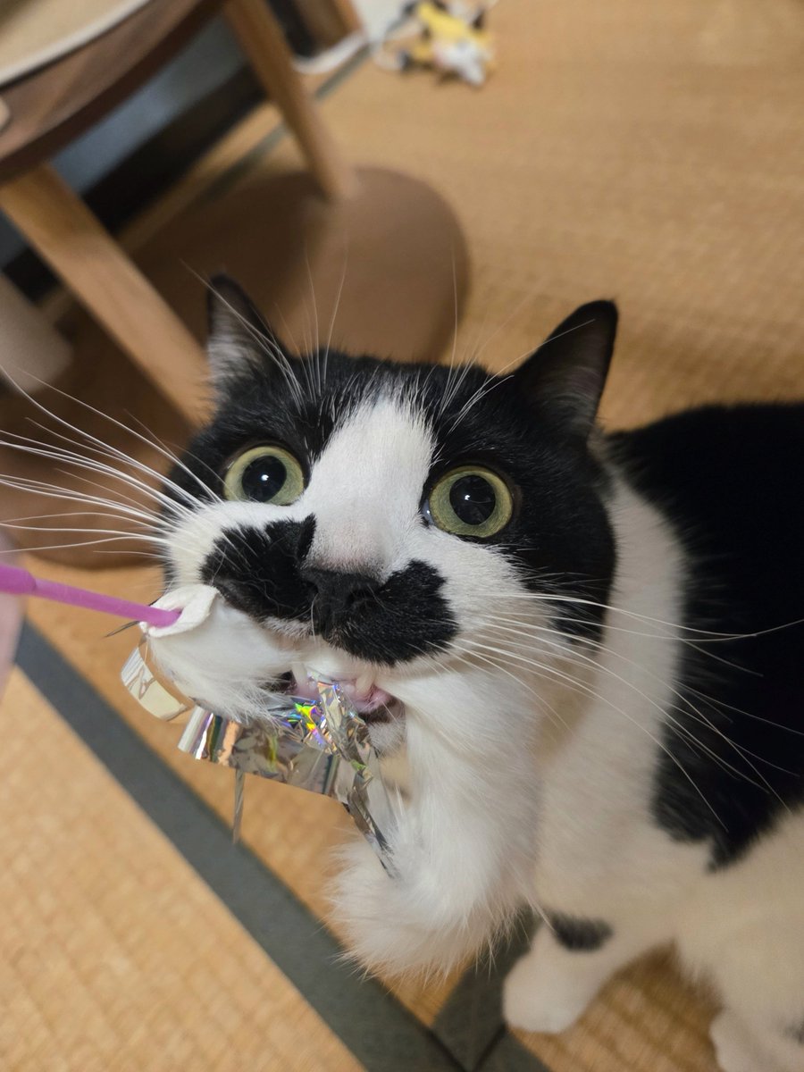 chimakiningen's tweet photo. ねこの顔面ってずっとおもろい https://t.co/AtUqpFncVS