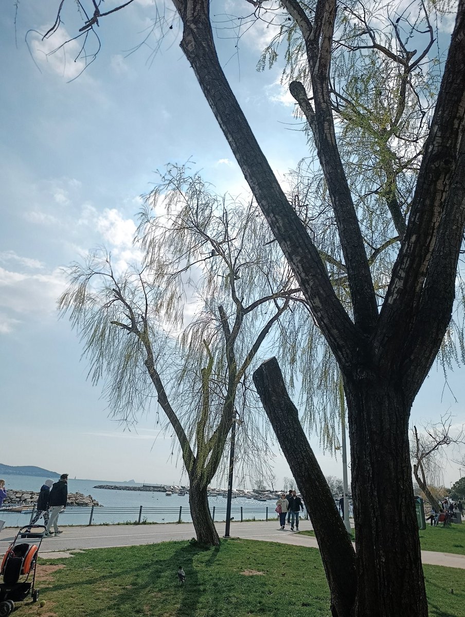 T.C.Anka kuşu. tweet media