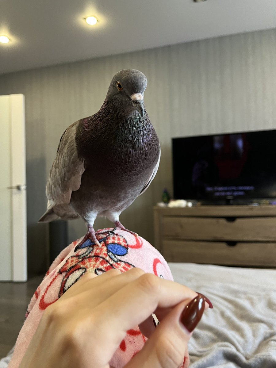 зоди🕊️ tweet media