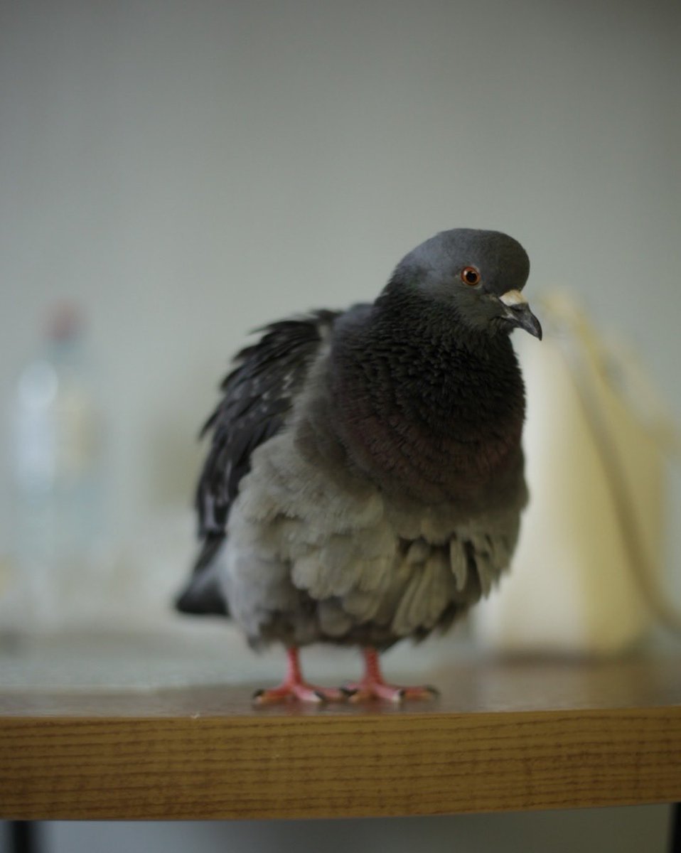 зоди🕊️ tweet media