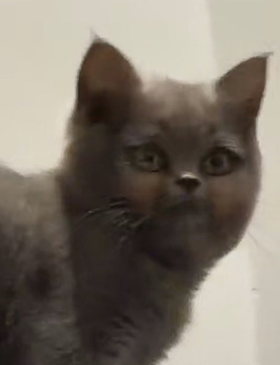 Redhead🐾 tweet media