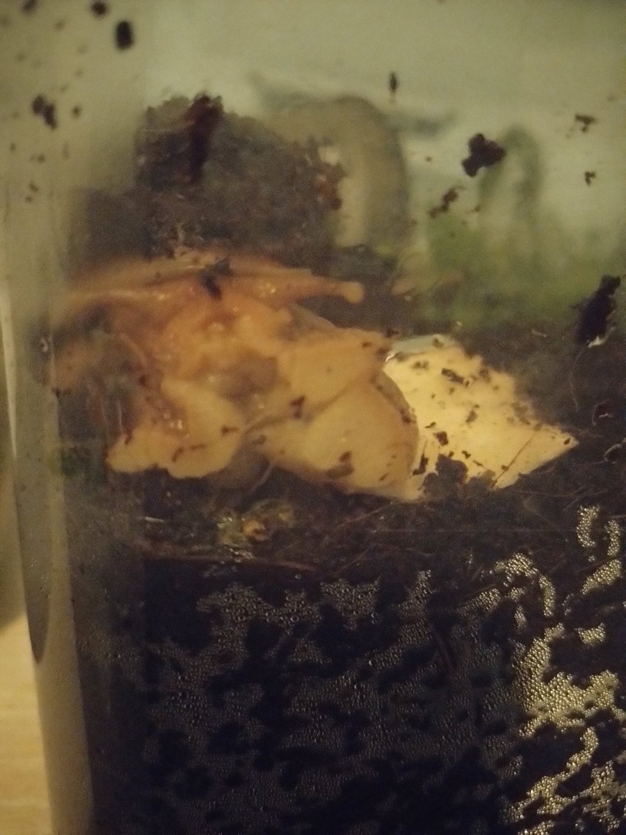 Damdalion tweet media