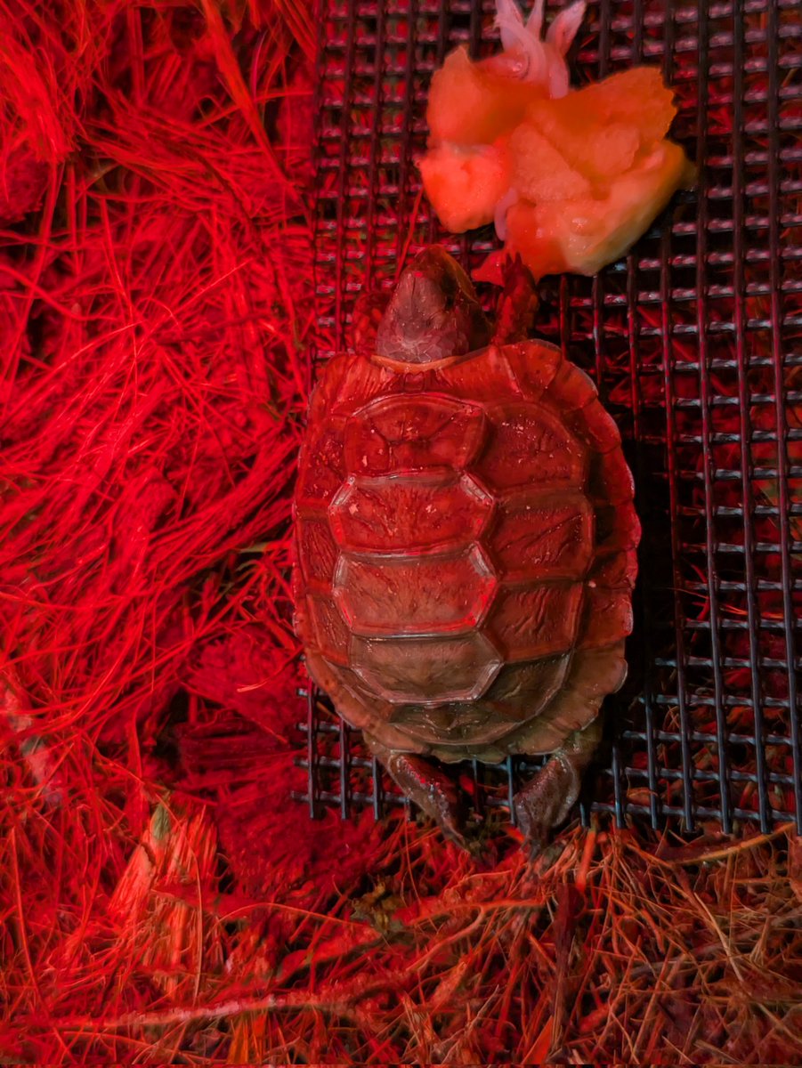 🐢ギンコヤ🐢 tweet media