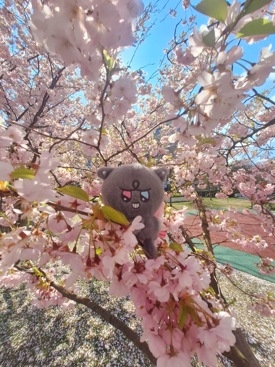 sweety_tweety96's tweet image. #day7 🌸 kocham kontrast między tymi zdjęciami.. Tyuyo wygląda jak mały słodziak, którego aż chce się przytulić i schrupać 🥹✨️ a tymczasem Kkamyo.. wygląda jakby właśnie planował jak przejąć władze nad sakurą i całym światem xD 😈🤣