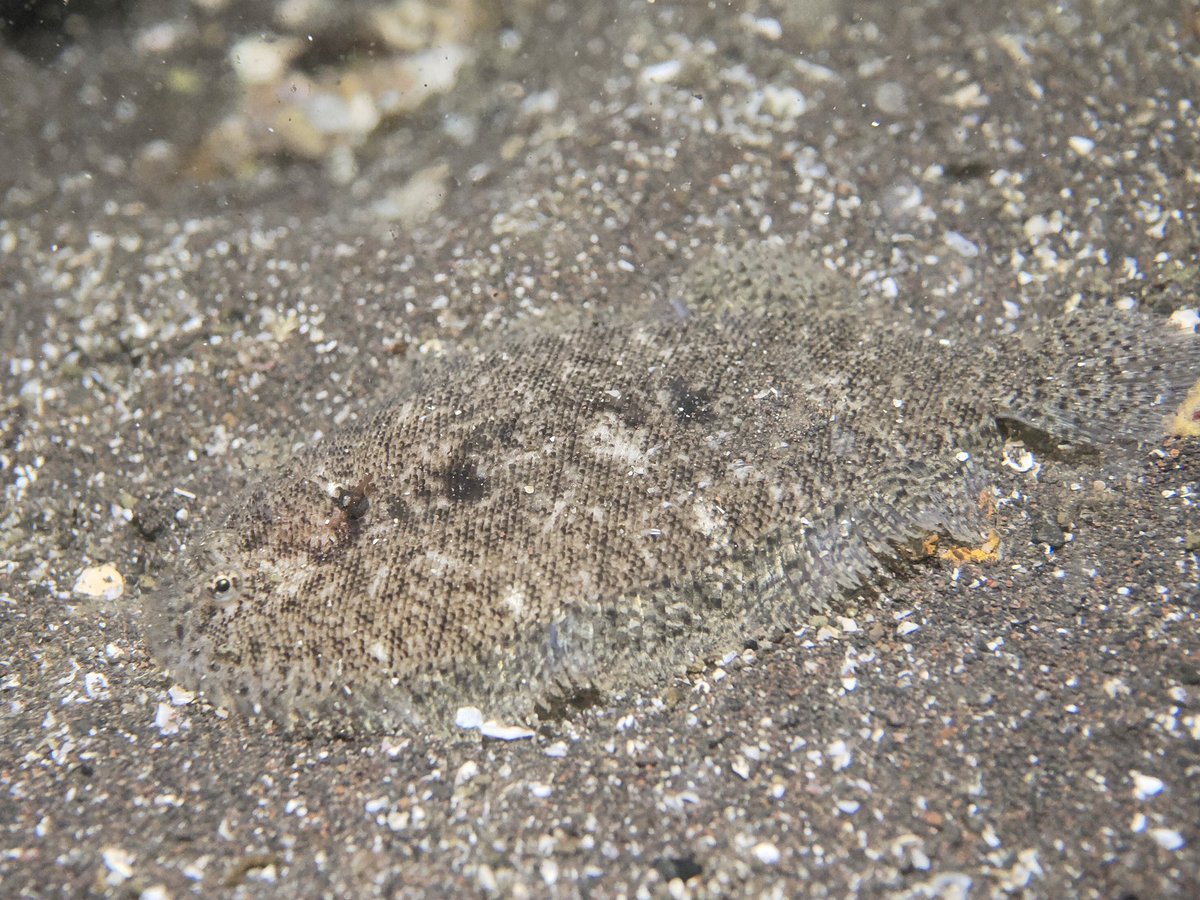 沙東すず 昆虫大学2026/11/21-22 tweet media