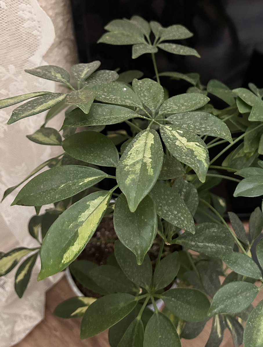 سِرب tweet media