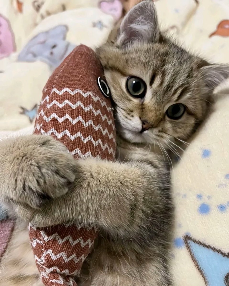 cutest cats tweet media