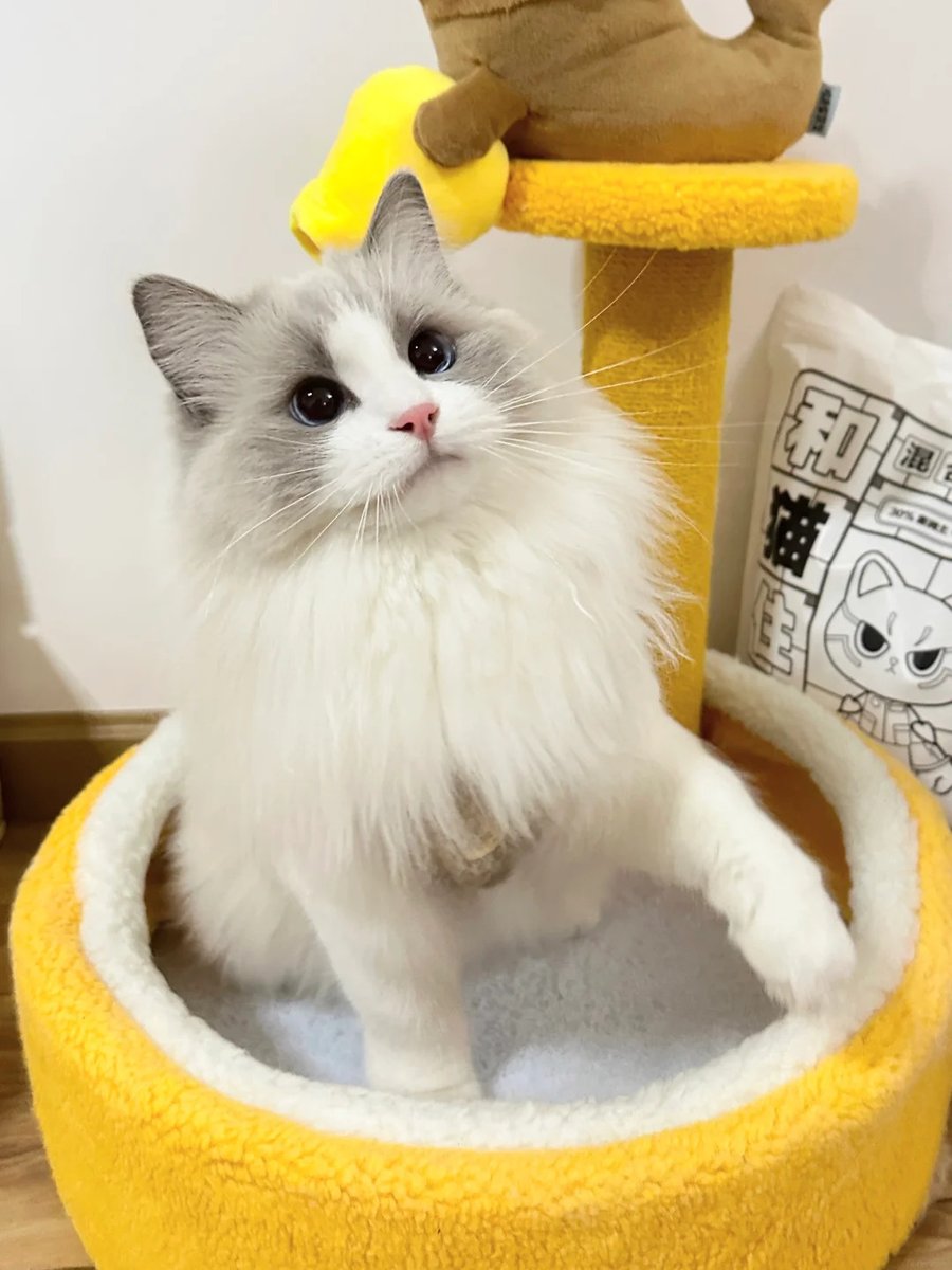 cutestscats's tweet photo. https://t.co/3xMI5XQdyx