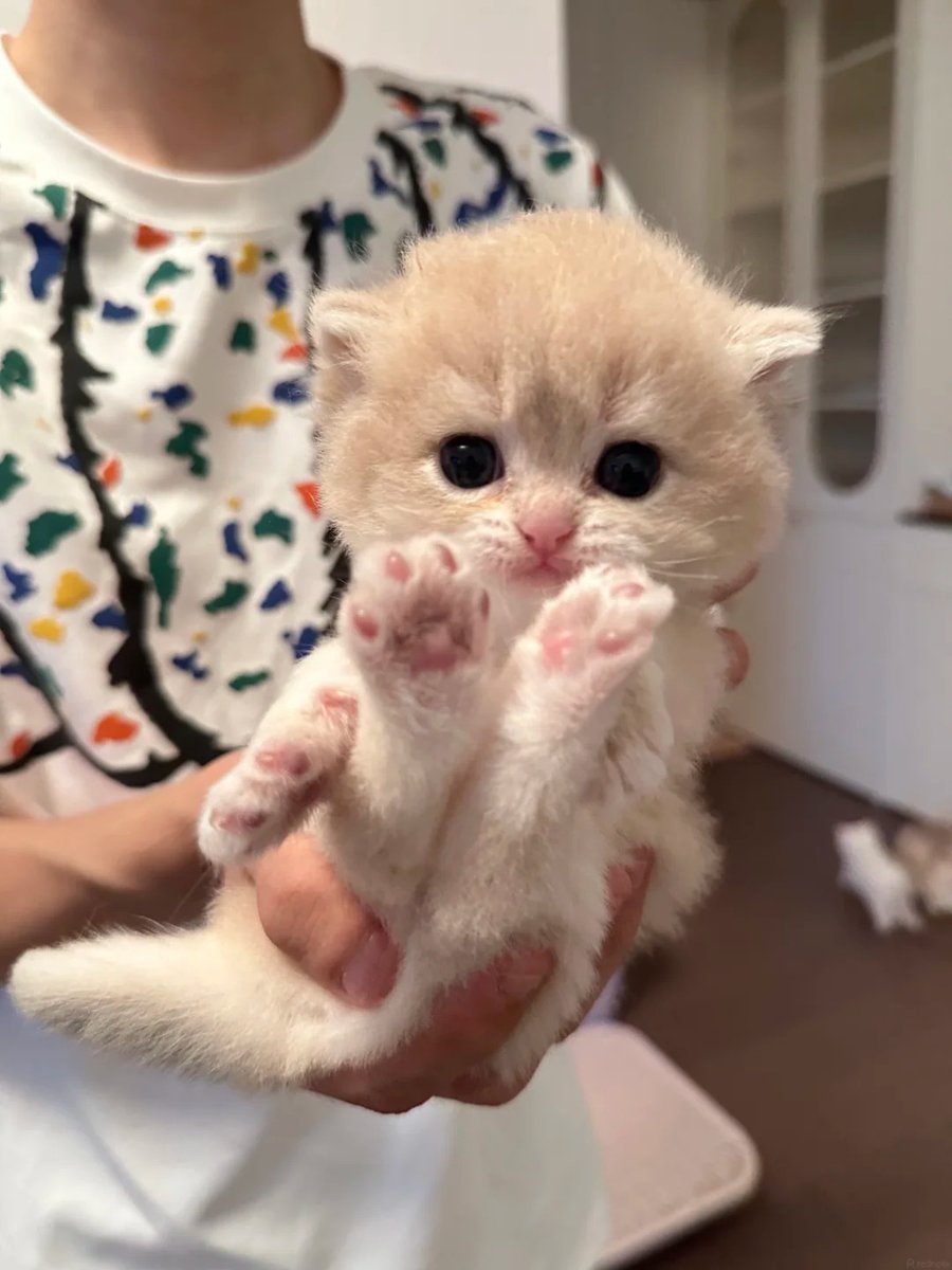 cutestscats's tweet photo. Tiny baby paws big feelings 🐾🥹 https://t.co/9IHk41iyfH