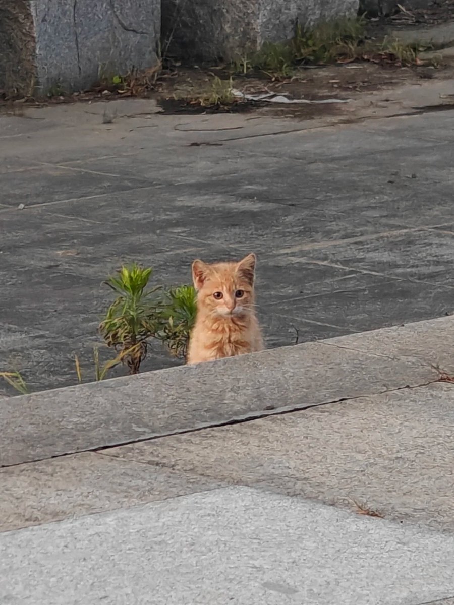 cutestscats's tweet photo. Human I see you 👀 https://t.co/FQVykbkqn2