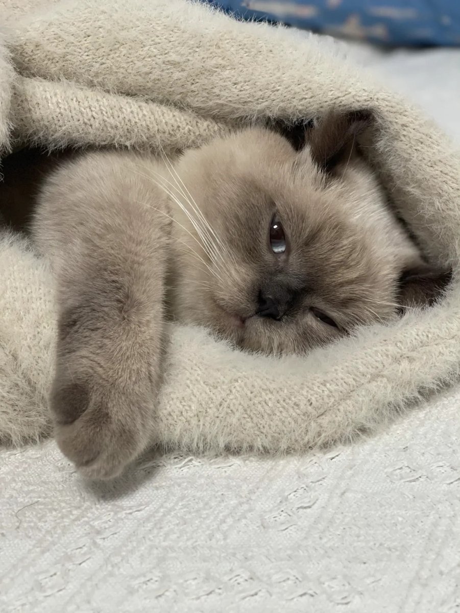 cutestscats's tweet photo. cozy vibes only https://t.co/ocqo5URkYR