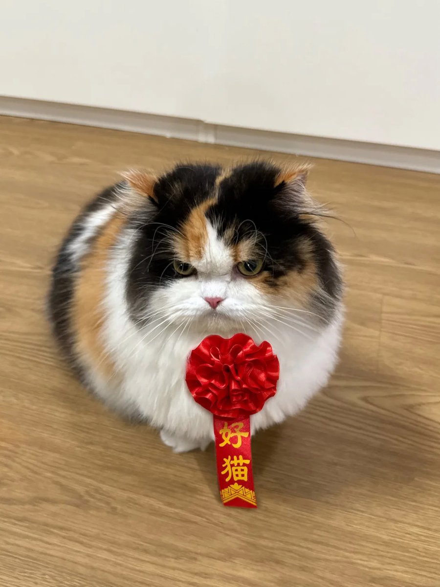 cutest cats tweet media
