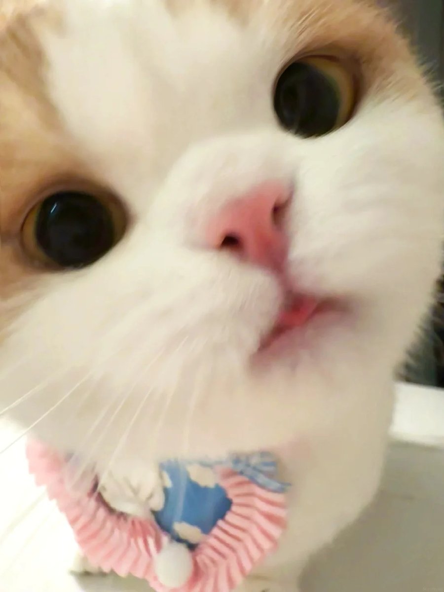 cutest cats tweet media