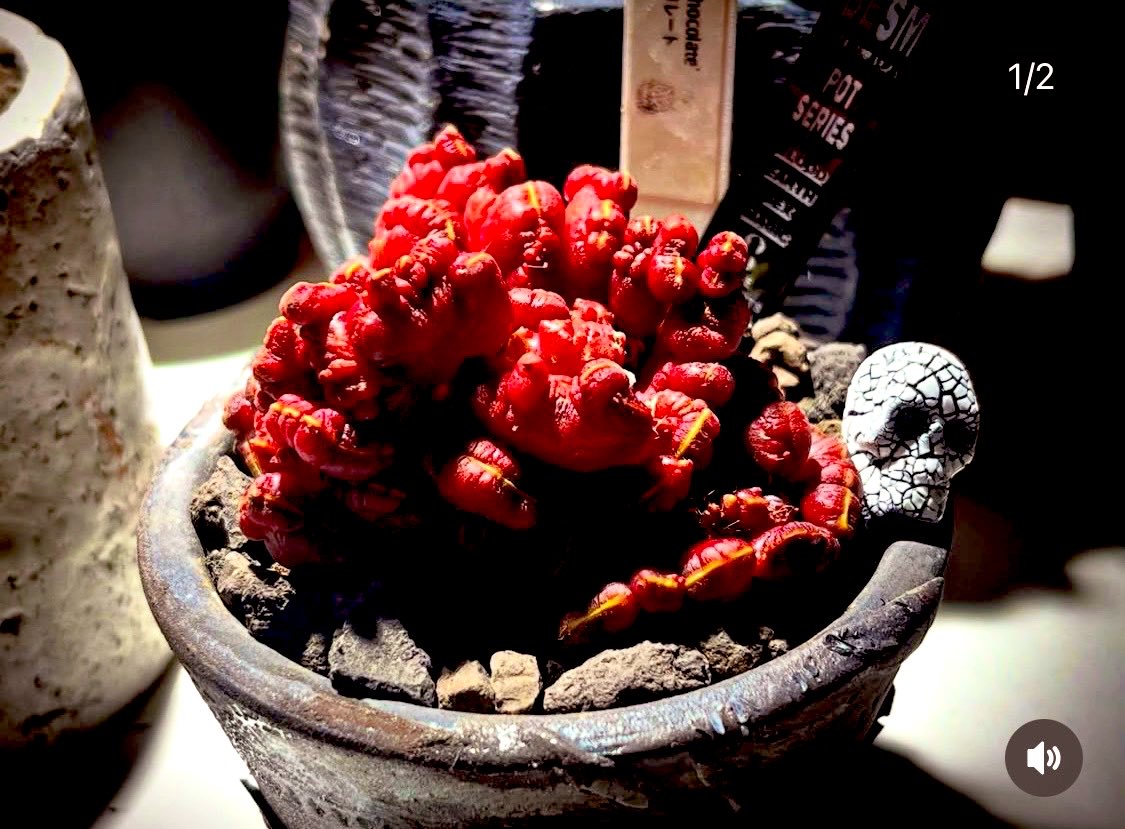 九州の植物ショップを巡るひなぎく tweet media