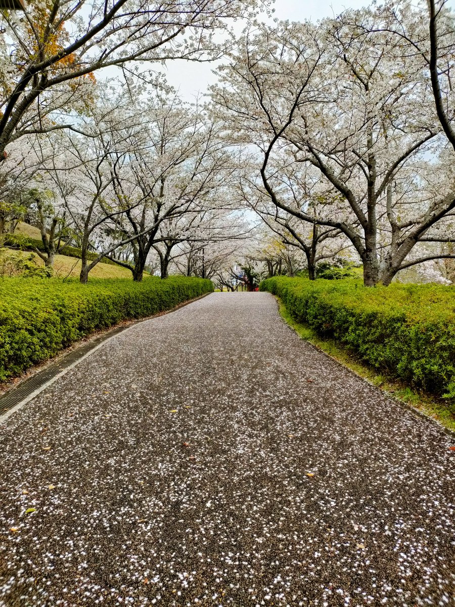 oda0303's tweet photo. 近場の桜シーズンはもうおしまいですね～　少し遠出して桜を追っかけようと考えています。😁
近くの公園を散歩した時の1枚です。 https://t.co/kK7nVE0QRC