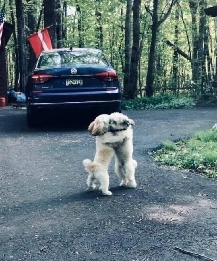 Best in Dogs tweet media