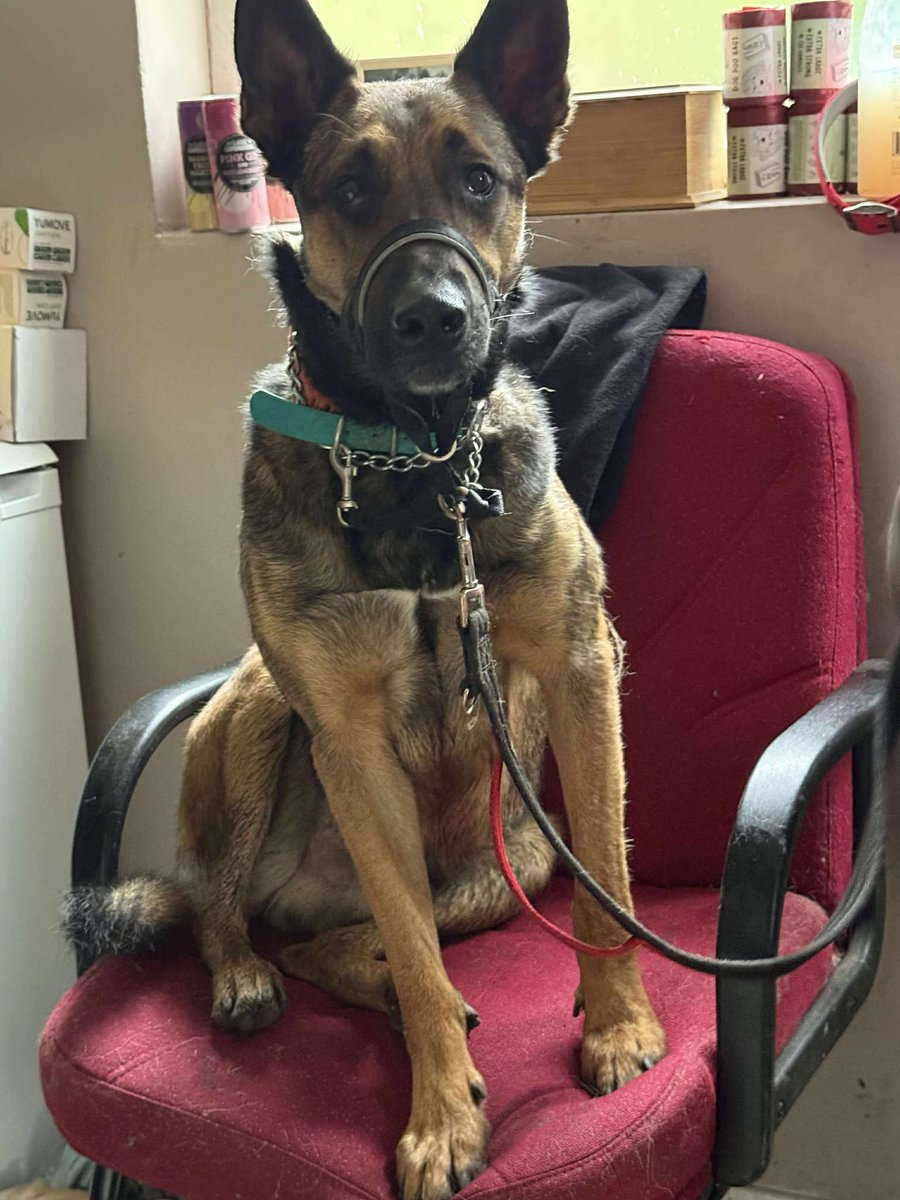 gsrescueelite's tweet image. Raffi is 2yrs old and he is a sweet boy who really isn't happy in kennels. Raffi has made lots of progress on his lead walking and can live with older kids but would prefer a pet free home please 
#dogs #germanshepherd #Essex 
gsrelite.co.uk/raffi/