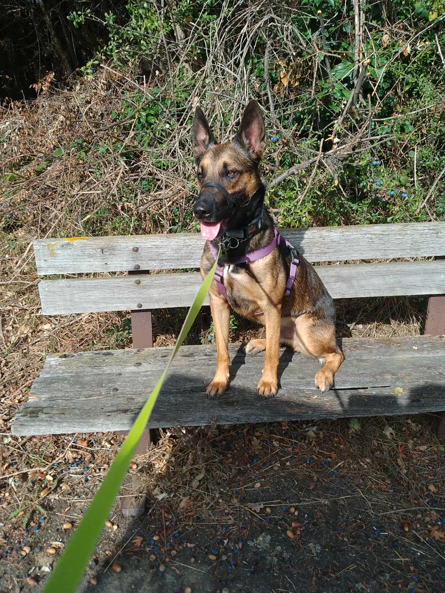 gsrescueelite's tweet image. Raffi is 2yrs old and he is a sweet boy who really isn't happy in kennels. Raffi has made lots of progress on his lead walking and can live with older kids but would prefer a pet free home please 
#dogs #germanshepherd #Essex 
gsrelite.co.uk/raffi/