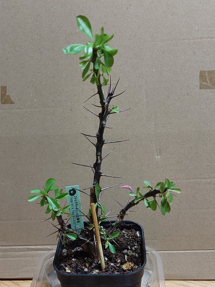 くもしち tweet media