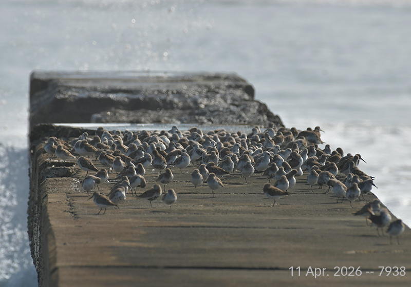 halco_yoshi's tweet image. 千葉県太平洋岸。堤防の端っこでまったり中。
浜辺にも何羽かが採食に出かけていましたが，ほとんどはここに。

7割がた #ハマシギ，3割方 #ミユビシギ。
浜辺にはミユビシギが多かった。