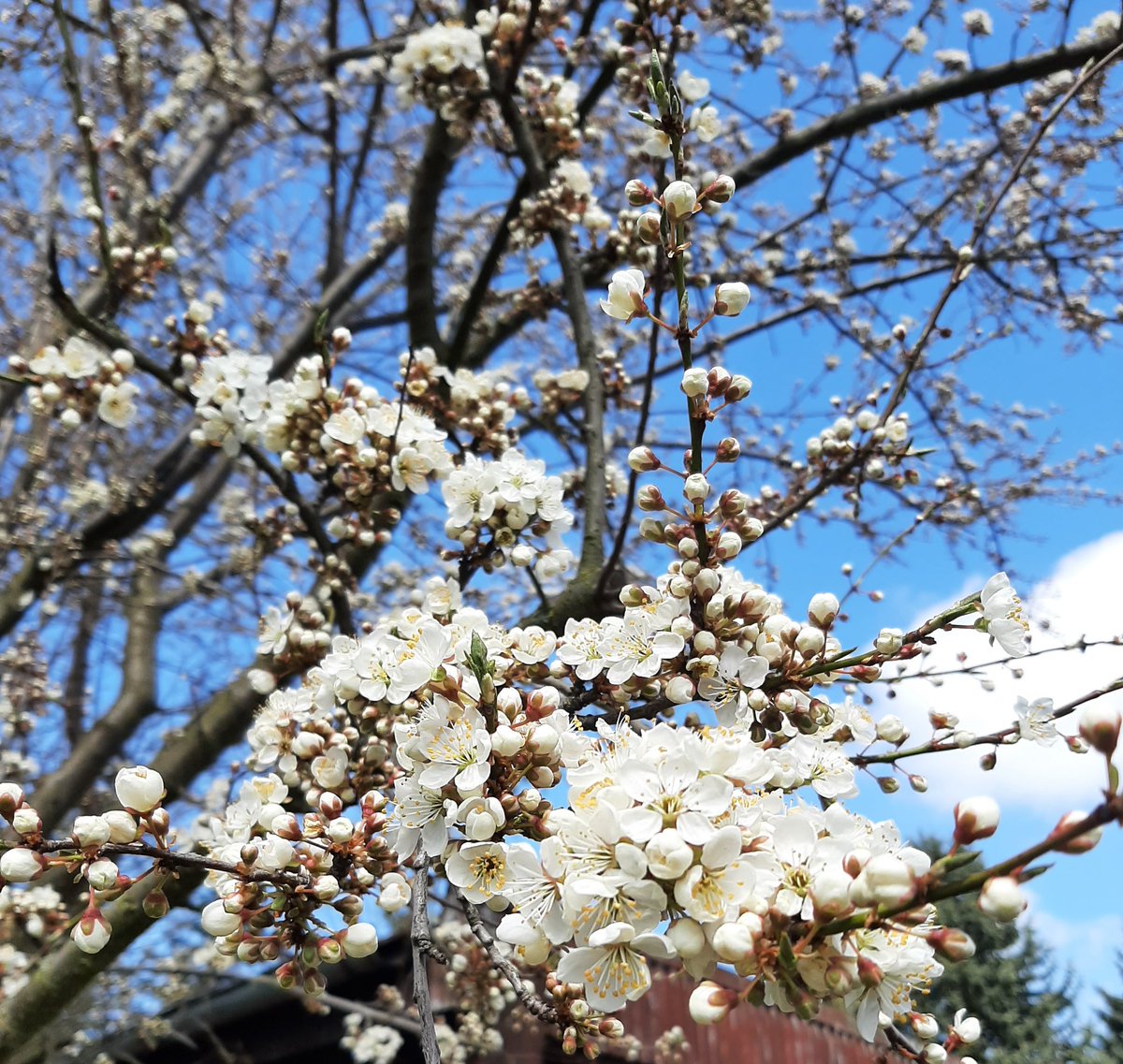 VraMarkov3's tweet image. ... to vyběhneš v 🏃‍♀️👟🌲mlze a vracíš se za plného svitu ☀️🌸 🤣 ...
#saturdayrun 
#okousekdál
#sobotnípůlka