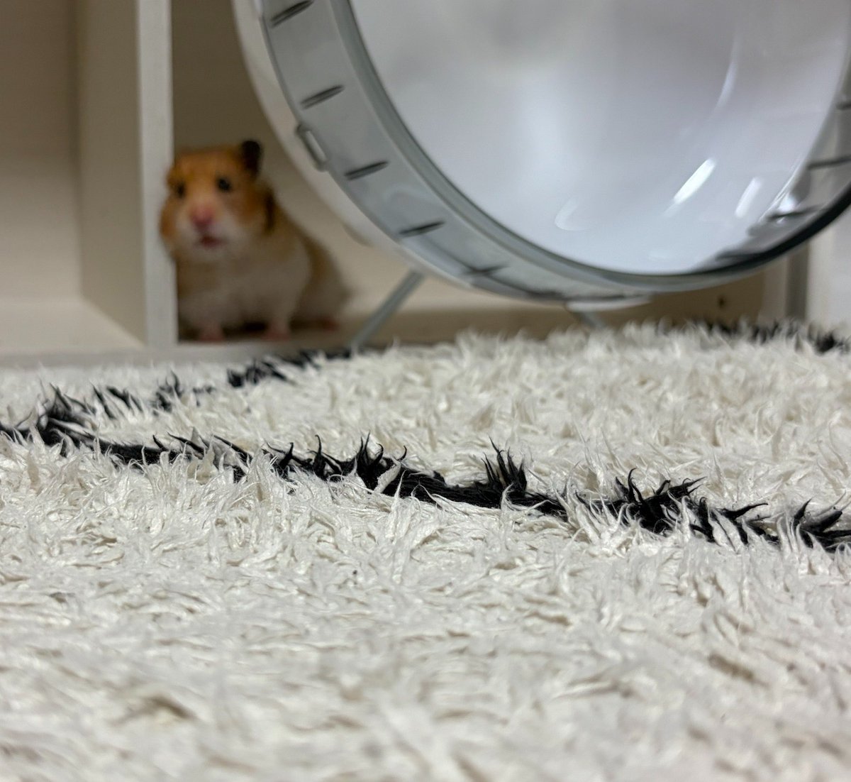 ちくわとムースの飼い主🐹🌷 tweet media