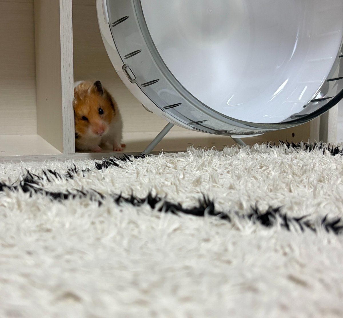 ちくわとムースの飼い主🐹🌷 tweet media