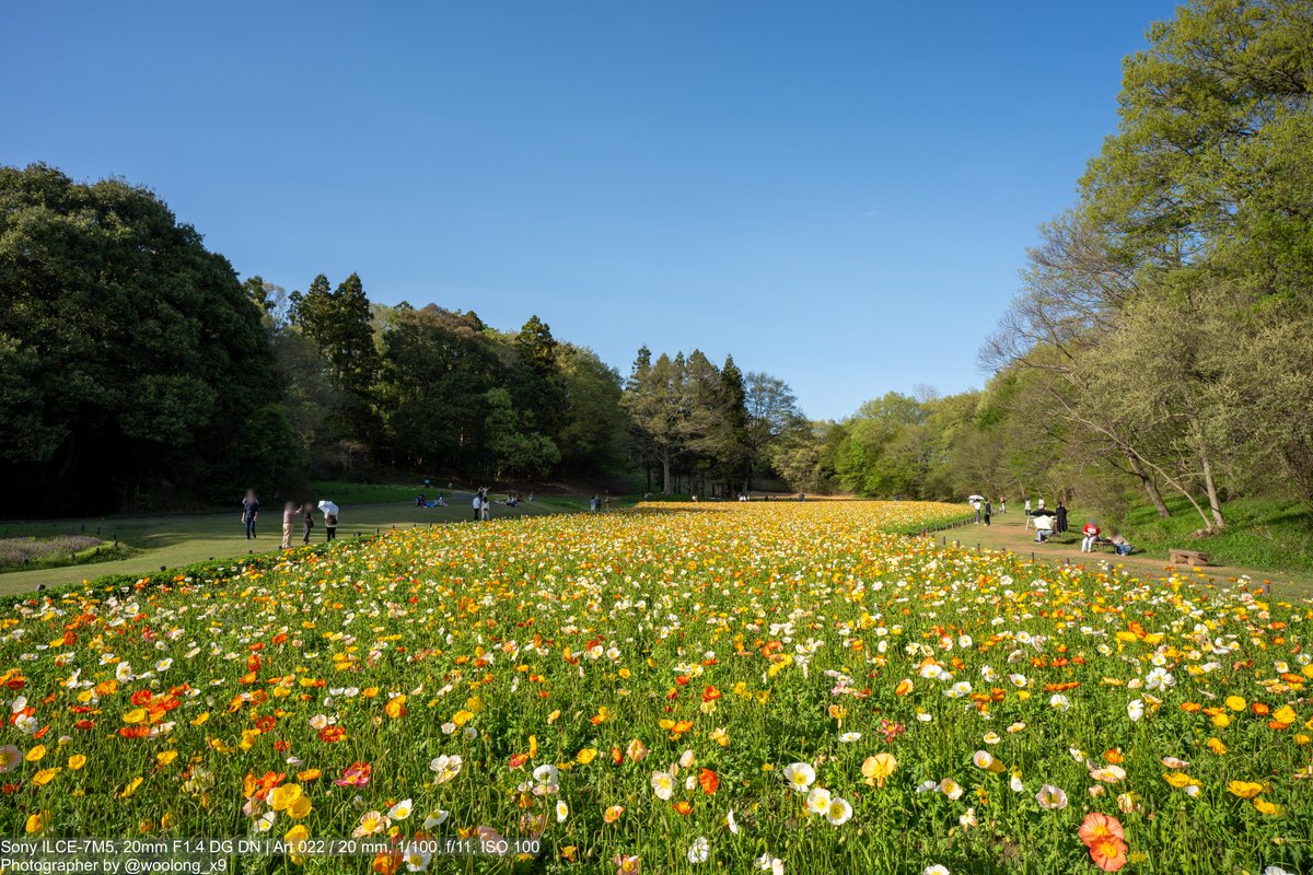 woolong_x9's tweet photo. 今日行ってきたけど武蔵丘陵森林公園のアイスランドポピーは満開で見頃だった
#アイスランドポピー #ポピー #poppy #国営武蔵丘陵森林公園 #武蔵丘陵森林公園 #森林公園 #滑川町 #埼玉県 #α7V #α7v #a7V #a7v #ILCE7M5 #20mmdgdn #20mmf14dgdn #sigma20mm #sigma20art #sigma20mmart #20mm #sigma #シグマ