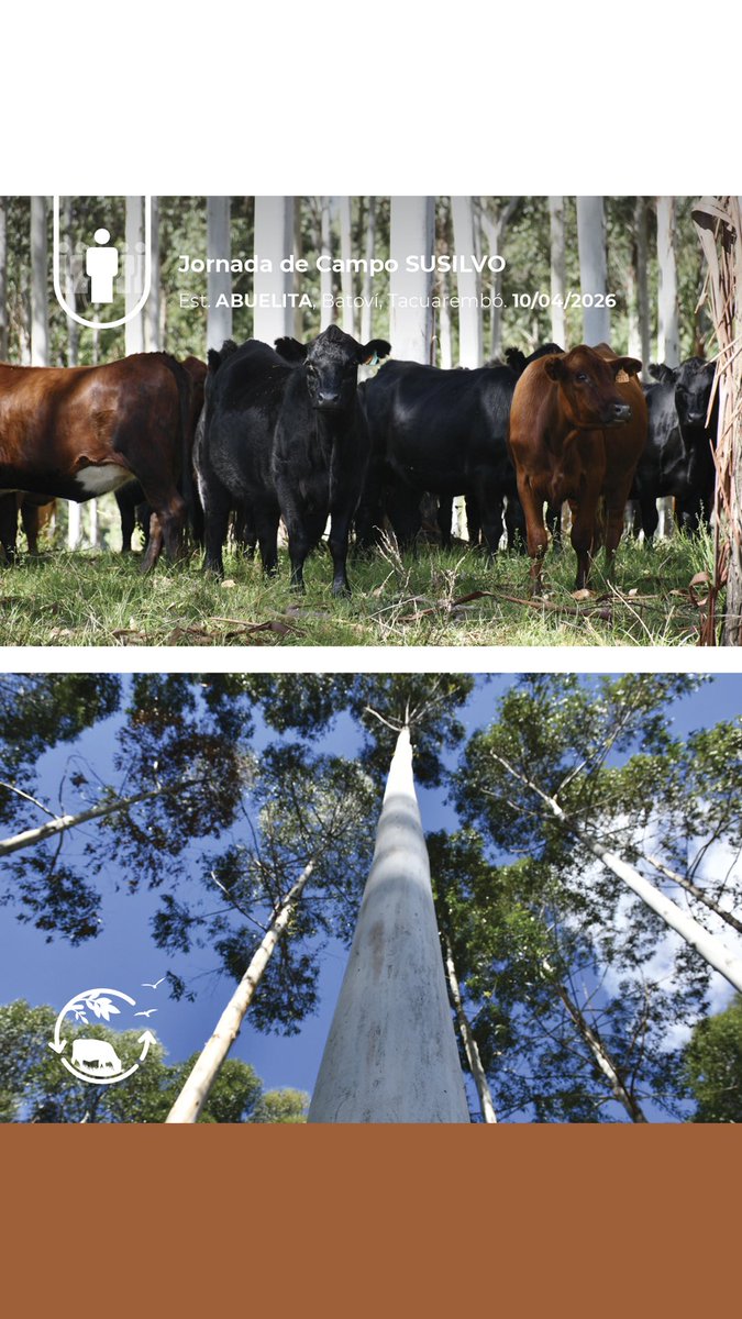Sociedad Uruguaya de Silvopastoreo tweet media