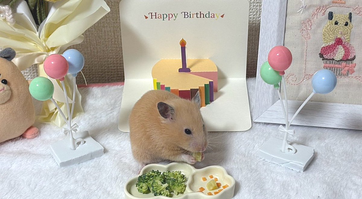 ほにゃ.˚もちむぎ🐹🌾 tweet media