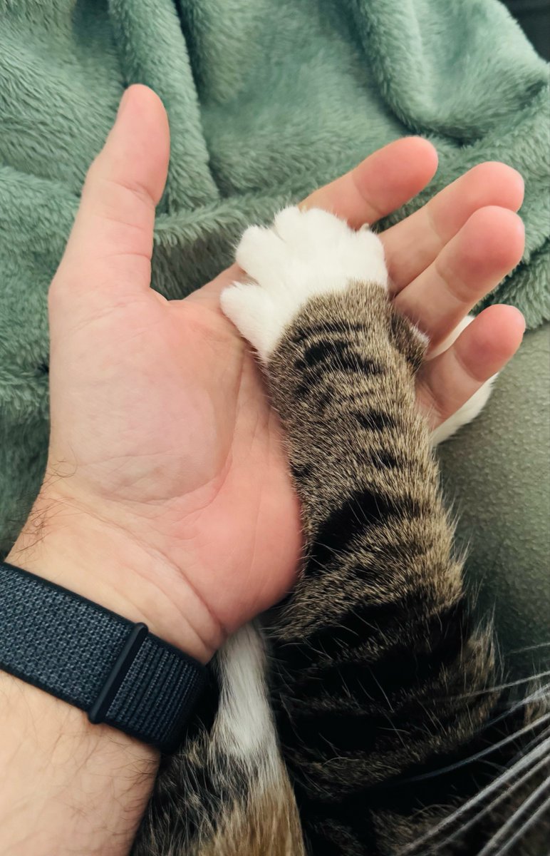 Fisam87's tweet image. #Catcontent