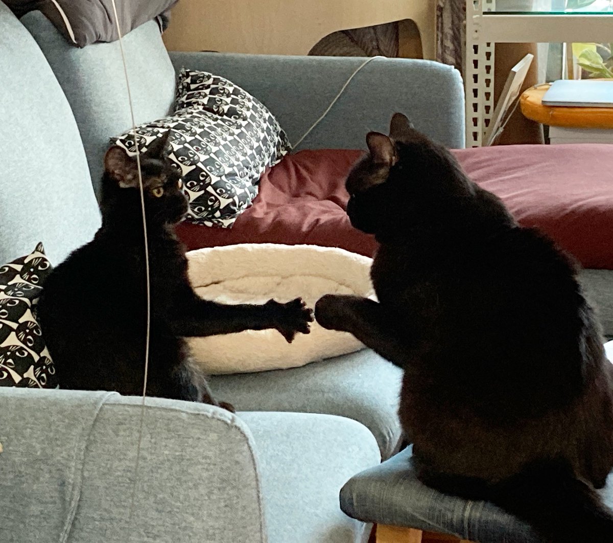 전 세계인에게 우리집 막내딸이 얼마나 가위바위보를 잘 하는 영재고양이인지 자랑하고 싶다!!! 
(보자기를 낸 쪽이 막내딸 와니, 바위를 낸 쪽이 첫째아들 짹 입니다. 😉❤️)
#째째기윌리스와니네집