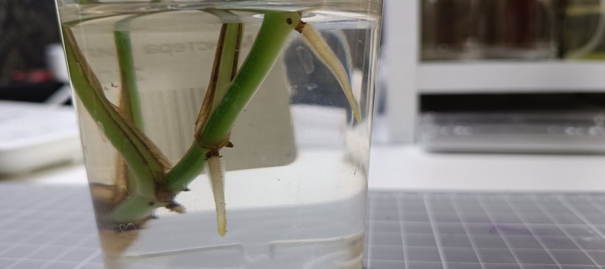 Alise Xavier tweet media